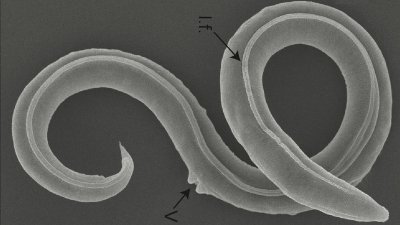 В Сибир: Откриха и съживиха червеи на 46 хил. години