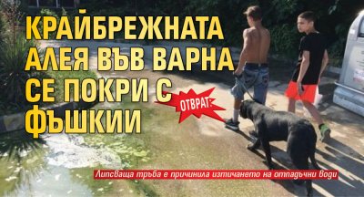 Отврат: Крайбрежната алея във Варна се покри с фъшкии
