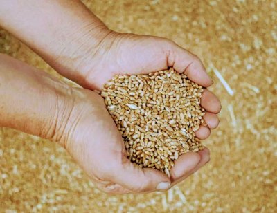 ЕС предупреди развиващите се страни, че Русия им предлага евтино зърно,  за да създаде "нови зависимости"