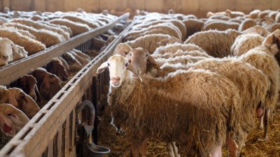 БАБХ затвори ферма в Етрополе заради случай на Ку-треска