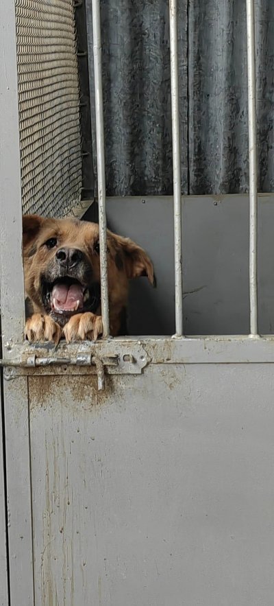 Общинския кучкарник във Варна държи кучетата в ад мизерия и