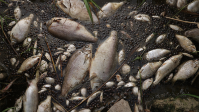 Мъртва риба изплува във Варненското езеро