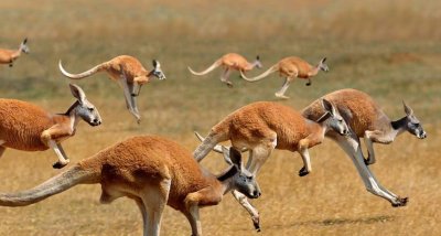 В Австралия отстрелват кенгура за храна на домашни любимци