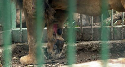В Разград търсят съдействие заради лъва в местния зоокът