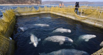 Учени пуснаха 14 белуги в Охотско море