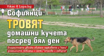 Ужас в Lupa.bg: Софиянци тровят домашни кучета посред бял ден