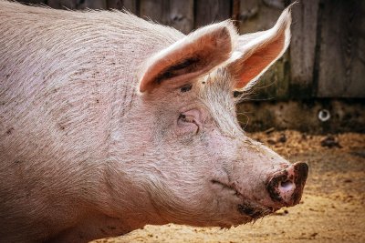 БАБХ констатира огнище на Африканска чума по свинете АЧС в