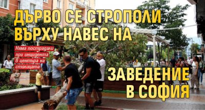Дърво се строполи върху навес на заведение в София