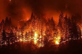 Пожар избухна в национален парк на испанския остров Тенерифе и обхвана площ