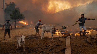 Големи горски пожари бушуват в четири турски окръга предаде турската държавна