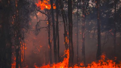 Около 6000 дка смесена гора е засегната от пожара в