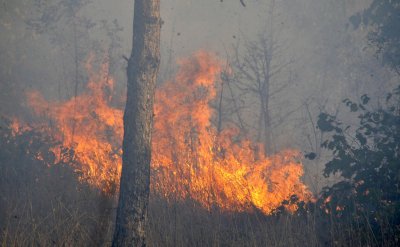 Пожар гори в гориста месност на връх Баба между Бачково