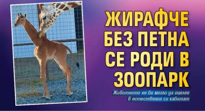 Чудо: Жирафче без петна се роди в зоопарк