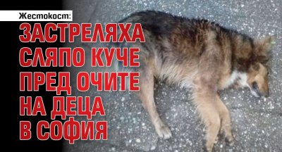 Жестокост: Застреляха сляпо куче пред очите на деца в София
