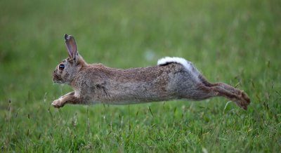Диви зайци опустошават Австралия