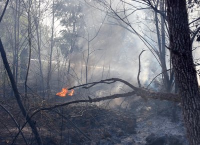 Трети ден гори пожар в около 500 декара широколистна гора
