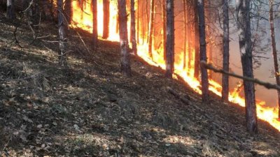 Пожарът край Чепеларе е локализиран и ситуацията е по спокойна казаха