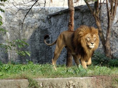 Лъв в пакистански град Карачи избяга като подобен инцидент се