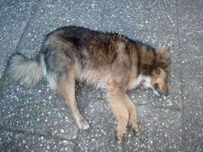 Застреляха куче в софийското село Елешница Животното е с огнестрелна