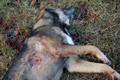 Мъжът застрелял куче в Софийско е бивш полицай В дома