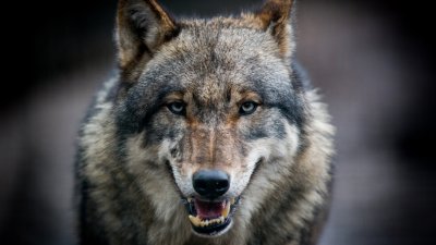ЕК ще преразгледа защитения статут на вълците