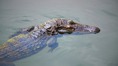 Крокодили избягаха от ферма в Китай