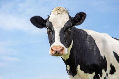 Мъж откри трупове на крави във фермата, в която работи