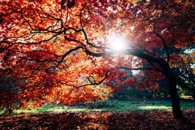 Тази година есенното равноденствие ще настъпи на 23 септември в