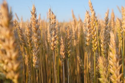 Египет ще се снабди с близо половин милион тона пшеница