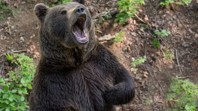 Ловец отстреля мечка след като нанесла множество щети и убила