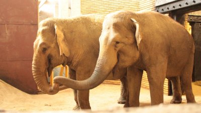 Две женски индийски слоници Фрося и Луиза пристигнаха със специализиран