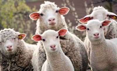 Стадо овце опасе близо 100 кг канабис за медицински цели