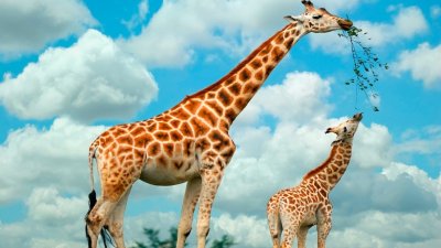 В Кения слагат проследяващи устройства на жирафите