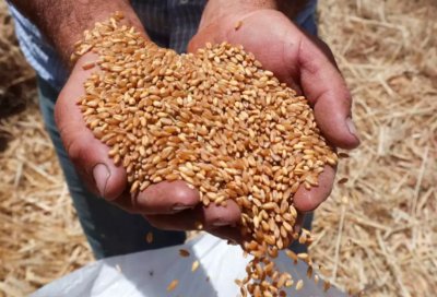 Русия е доставила 8 милиона тона пшеница на Египет през