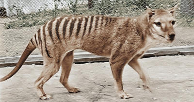 Учени успяха да възстановят РНК от тасманийски тигър