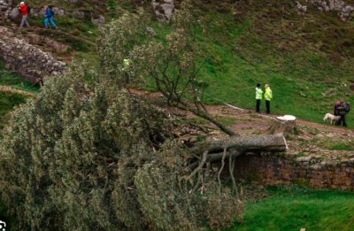 Британските власти задържаха още един заподозрян в отсичането на "дървото на Робин Худ"