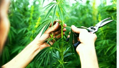 Откриха над килограм марихуана при претърсване на жилище в Кърджали