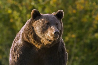 Няколко туристи бяха подгонени от мечка на Трансфъгърашкото шосе което пресича Карпатите и