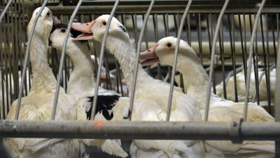 Франция ваксинира задължително патиците за птичи грип