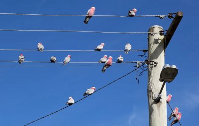Птица прекъсна за половин час електрозахранването подавано от Минно енергийното дружество