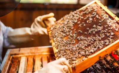 Пчеларите излизат на протест, искат мерки срещу забранени пестициди