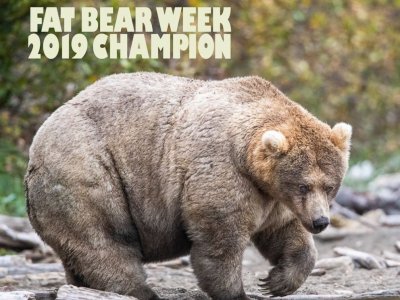 Ето я най-дебелата мечка в Америка
