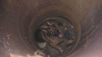 Похвално! Спасиха куче от шахта във Видин