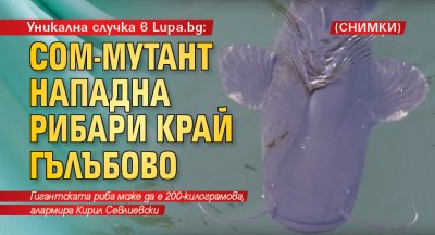Уникална случка в Lupa.bg: Сом-мутант нападна рибари край Гълъбово (СНИМКИ)