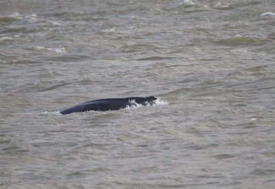 5-метров кит влезе в Лондон по Темза