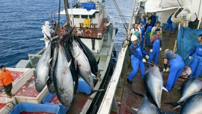 Заради „Фукушима“ Русия ограничава вноса на риба от Япония