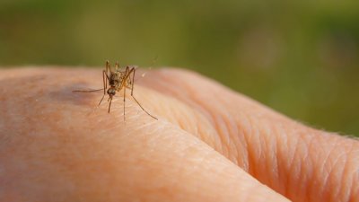 Първото хапче срещу денга дава обещаващи резултати