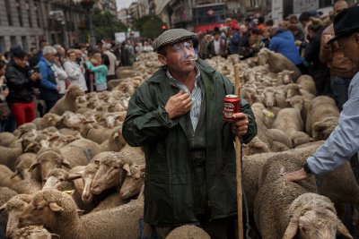 Овце изпълниха улиците на Мадрид