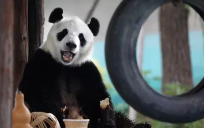 Всички панди от американски зоопаркове ще се върнат в Китай