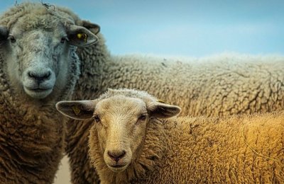 Шофьор се заби в стадо овце на АМ Тракия съобщиха